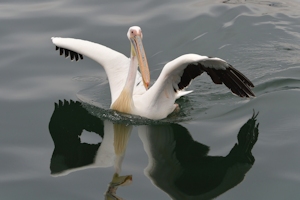 Pelican