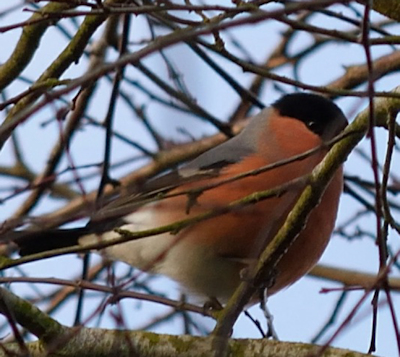 Bullfinch