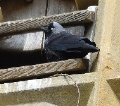 Jackdaws in the bell tower