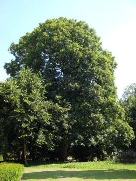 St Lawrence Churchyard