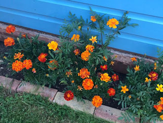 St Lawrence  Flower Festival at Home